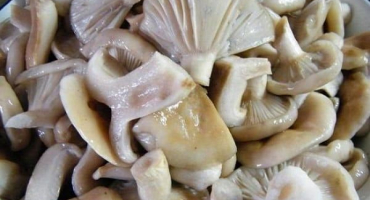 Jednoduché recepty na solení mléčných hub doma teplými a studenými metodami